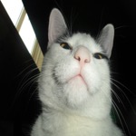 Mister Mob Boss